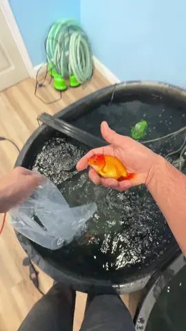 Shipping goldfish is expensive! On big fish shipping months my credit card bill gets very high because the shipping labels are not cheap. If I get an unlucky draw and a bunch of Californians buy and not enough New Englanders the shipping costs actually peak above the $45 average and it’ll eat into the profit. #shipping #fish #goldfish 