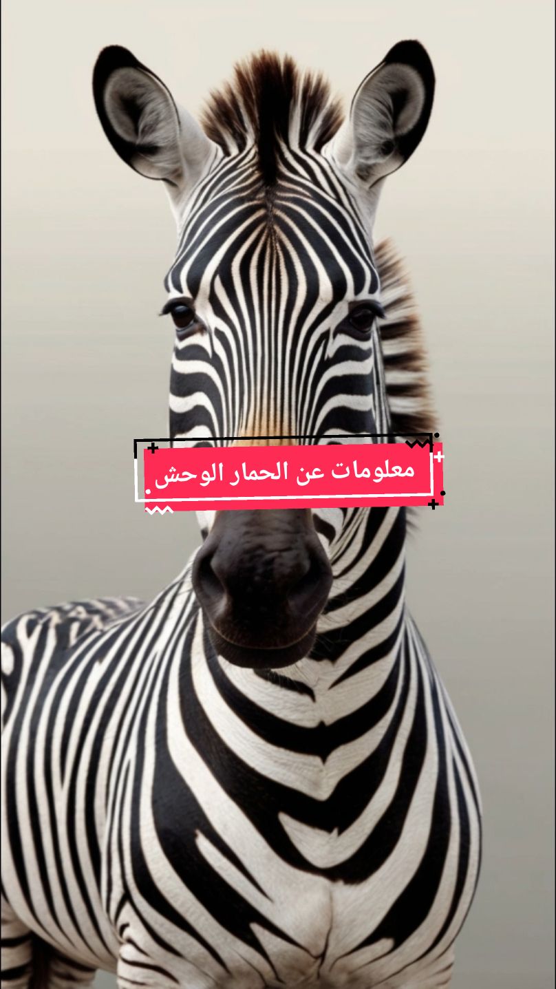 #views #animal #tik_tok #fpy #edit معلومات عن الحمار الوحشي 