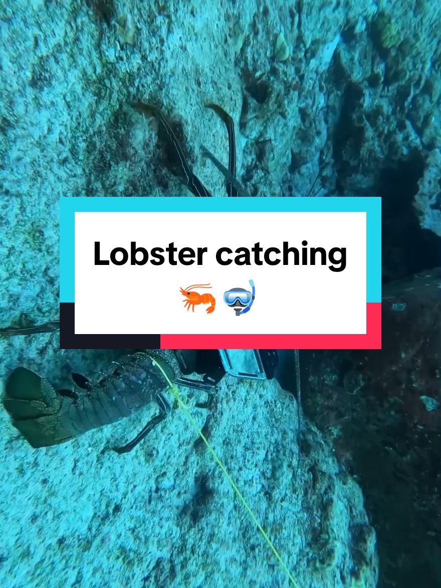 Lobster catching  #spearfishing #fishing #lobster #lobsterfishing 