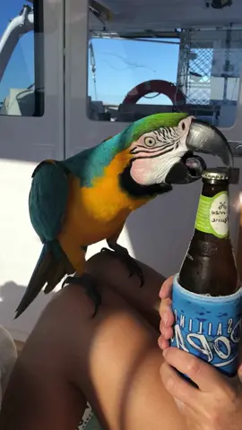 Captain Archie: Meet the Parrot with a Party Trick ! . #cute #pet #bottleopener #parrot #impressive #talent #boat #wooglobe #unbelievable