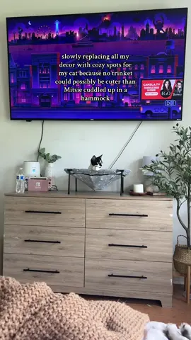 who needs tv, shes the star of the show 🥹🤍 #cat #catbed #cathammock #cattoys #catmom #catdad #catlover #kittensoftiktok 