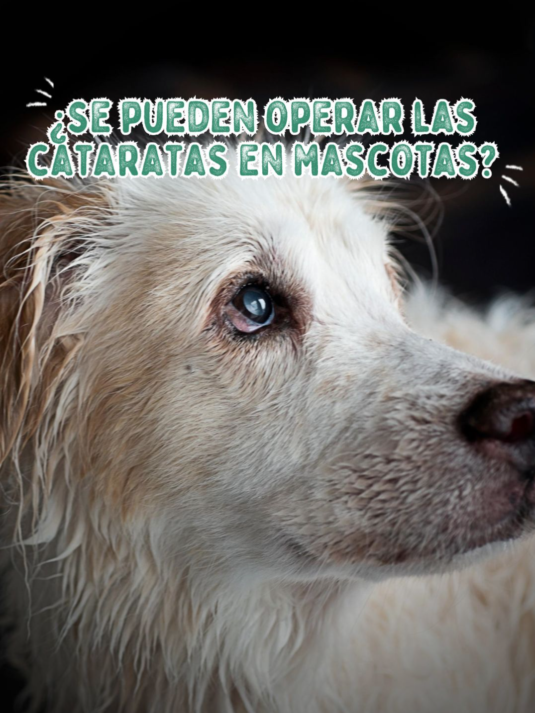 🐾👁️ ¿Se pueden operar las cataratas en mascotas? Sí, las cataratas en perros y gatos pueden operarse en muchos casos, ayudando a recuperar parte de su visión y mejorar su calidad de vida. Antes de la cirugía, es esencial realizar una revisión completa para saber si tu mascota es apta para el procedimiento. Visita la @clinicapanchocavero.pe  para una evaluación y el mejor cuidado para tu compañero. 👇 ¿Tu mascota ha tenido cataratas? #CuidadoAnimal #SaludOcular #ClínicaPanchoCavero #consejo #panchocavero #mascotas #perro #gato #cuidado #gatostiktok #perrostiktokers