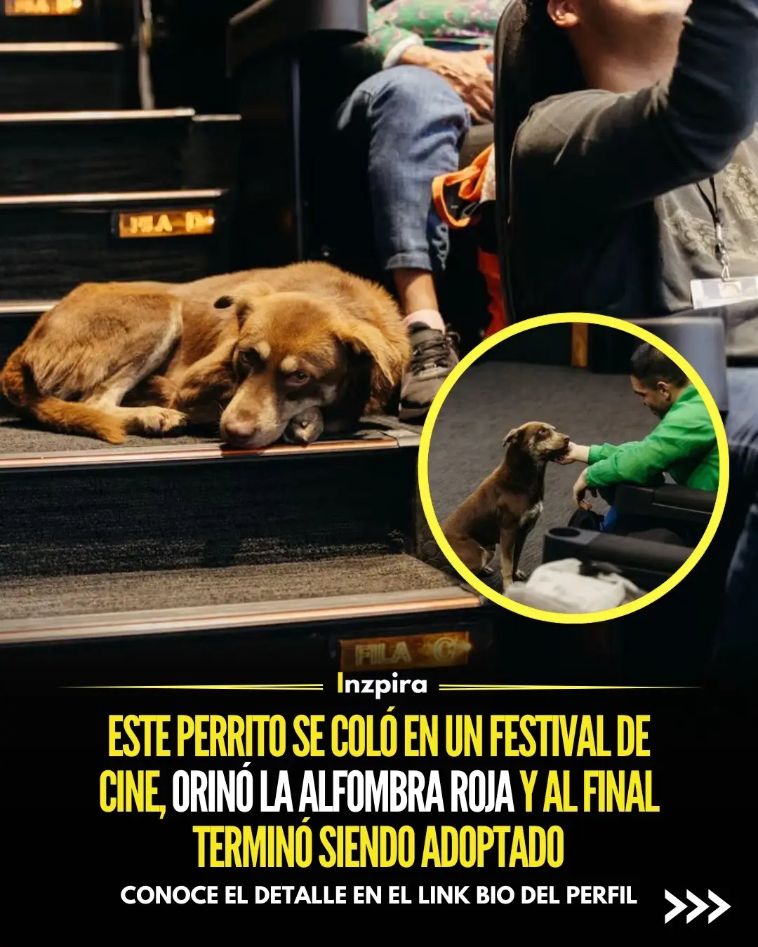 Cácaro, un perro callejero, se volvió una sensación en el Festival Internacional de Cine de Morelia (FICM) tras hacer su entrada inesperada durante la inauguración orinando la alfombra roja. ✅ Conoce el detalle en el link bio del perfil. • • • #Perrito #Animales #Adopcion #Amor #Cine 