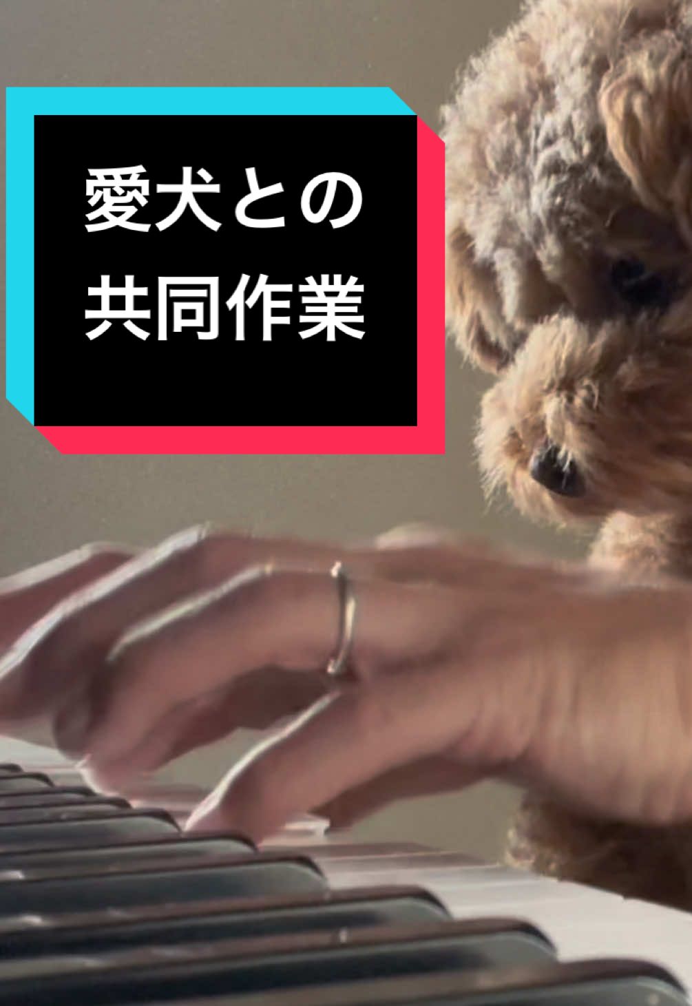 愛犬と共同作業で作曲 #作曲 #トイプードル #犬 #dog #犬のいる生活 