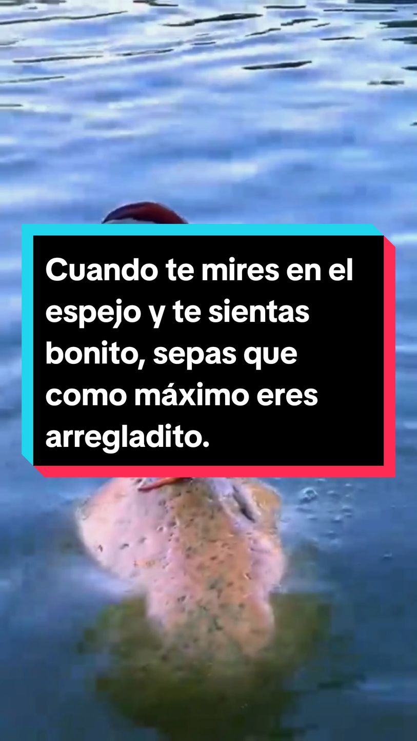 Cuando te mires en el espejo y te sientas bonito, sepas que como máximo eres arregladito. #patomadarim #pato #hermoso #animales #animal 