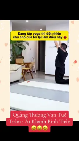 Ái Khanh Bình Thân 😆😆😆 #bi_sumo #trending #viral #xuhuong #tiktokviral #dog #cute #chó #hàihước #HoàngThượng #yoga 