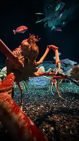 タカアシガニ（海遊館） Japanese spider crab #甲殻類 #水族館 #アクアリウム #aquarium #海遊館 #水族館めぐり #水族館巡り #カニ #深海生物 #生きた化石 #タカアシガニ