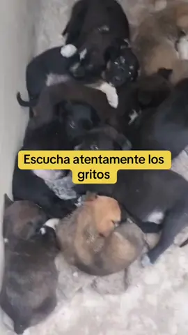 Camada de 9 cachorros maravilla! Ya estan lejos de ese maltrato bebes mios! Los amo ♥️