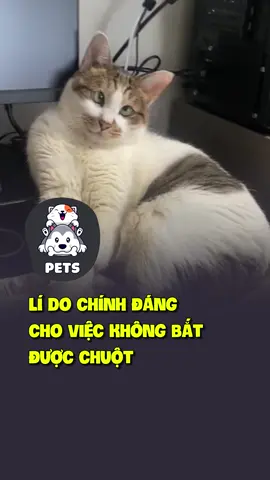 Lé cỡ này thì bắt gì được 😂 #shorts #pets