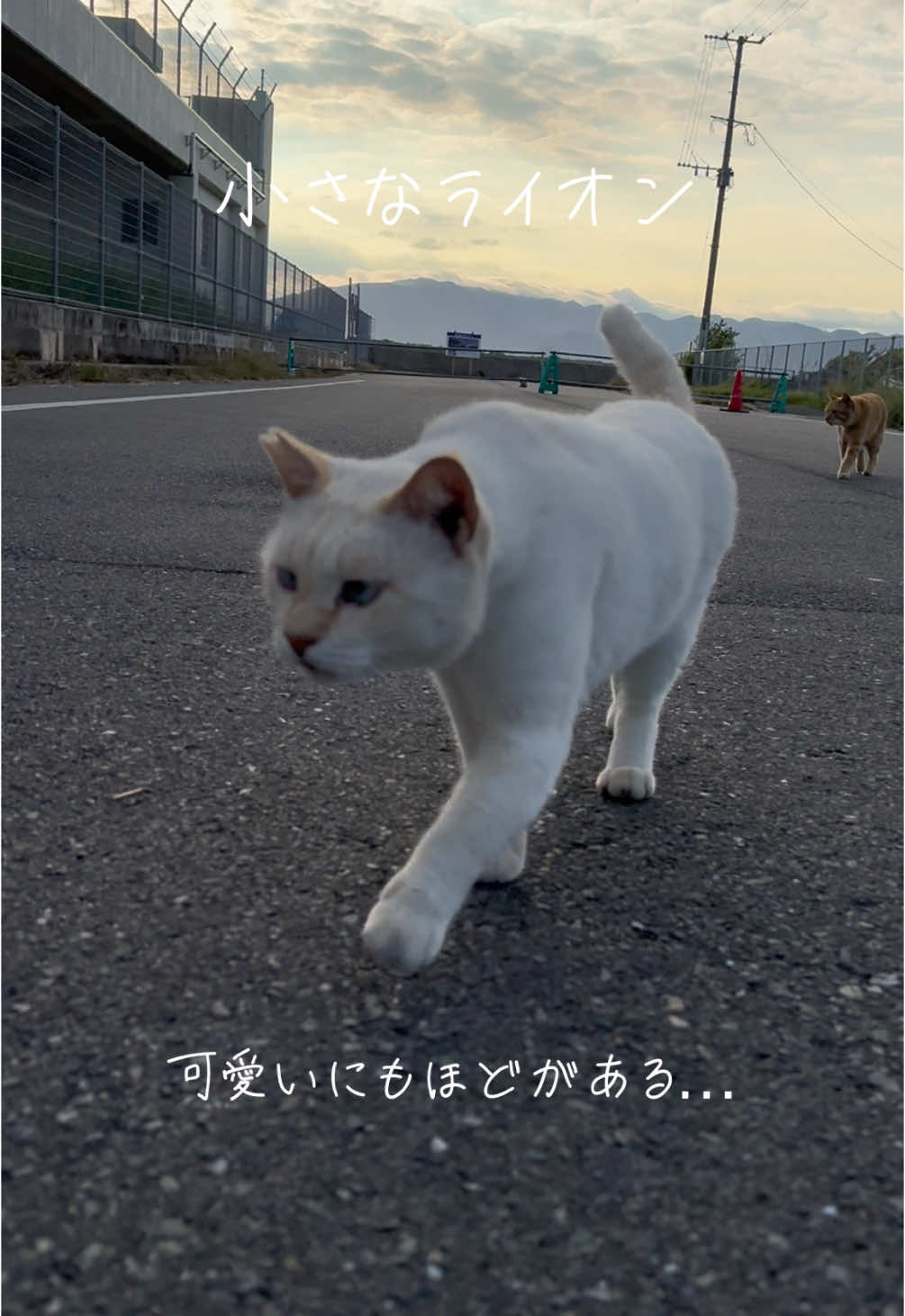 可愛いにもほどがある… 港町の小さなライオン #猫好き #癒し #地域猫  #可愛い猫 #可愛い動物  #にゃんにゃん #cute  #アイドル #ねこ #にゃんこ  #茶トラ #茶白 #キジトラ #catsoftiktok #cat  #猫しか勝たん #猫の動画 #可愛いにもほどがある #ライオン#ライオンキング