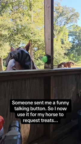 This horse is a menace 🤣🐴 #RoadTo16Million #Pubity  (CeeJae Fowler via ViralHog)
