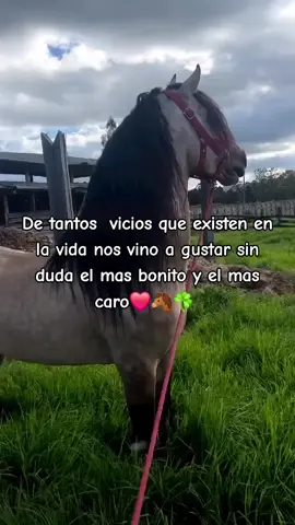 sin duda el mejor vicio son los caballos #❤️ #caballosfinos #pasion #unica #pasionequina #amantealoscaballos😍🐴 #❤️🐴 #caballos 