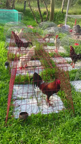 💥🐓🌾 Kím lúa cho dàn em thơ 🐓🌾💥 ✨ Bên e chia chơi từ 3🍠 ✨ Hạp nhãn ib e ạ hoặc ghé nhà cafe chiil chiil. #bếntre71 #gachoivietnam #dammegachoi #xuhuong 