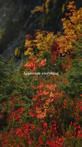 Appreciate everything 🤝🏻 Audio: @soulxsigh  Get Busy Living |
