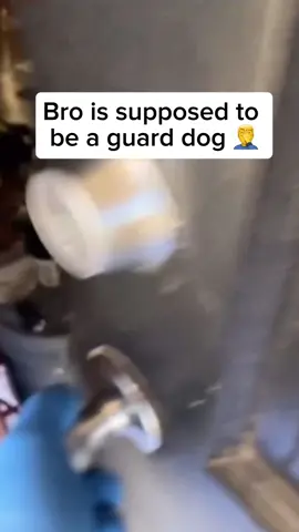Meet Captain Security, the bravest guard dog… until he saw us in masks. 🤦‍♂️ He was supposed to protect the house, bark, and scare off intruders, but nope! The second we opened the door with those masks on, he went into full panic mode! 🏃‍♂️💨 Instead of guarding, my guy turned into Usain Bolt, sprinted straight for the nearest escape route—aka, the window! He jumped out like a dog on a secret mission… but the mission was just getting as far away from responsibility as possible. 🤣 So much for top-notch security. 👌🐶 Share and comment if you like dogs. 🐶  Credit unknown.  Please DM us for credit.  #dog #doglover #cutedog #funnydog #securitydog #dogrunning #scareddog #dogjumpingoutwindow 