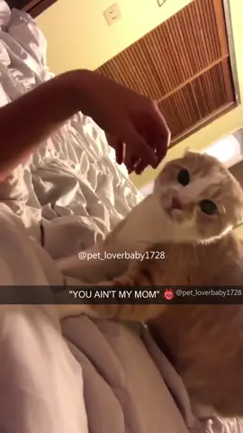 Apologies right now😭😭 #cat #cats #cutecat #catlover #catsoftiktok #fyp #fypシ #funny #foryou #foryoupage #funnycat #funnyvideos #funnytiktok #funnyanimals #kitty 