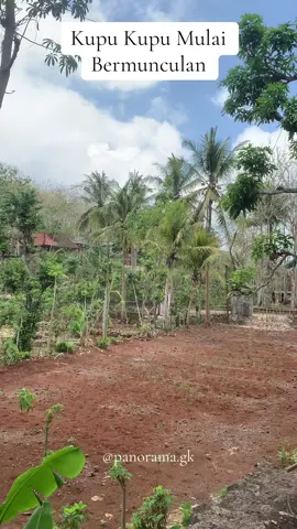Kupu Kupu sudah mulai bermunculan… Ada yang tau tandanya apa?? #gunungkidul #fypviralシviral #musimsemi #gunungkidul24jam #gunungkidulupdate #wonosari 