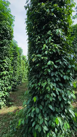 Vườn tiêu có chứng nhận#tiêu #pepper #hữucơ #nôngnghiệpsạch #nôngnghiệp #đắknông #xuhuong #xuhuongtiktok #fyp 
