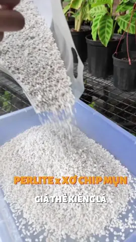 Perlite mix Xơ Chip Mụn tạo ra giá thể cực xịn cho kiểng lá #familygardenvtnn #vinaagri #vattunongnghiep #kiengla #perlite #viennenxodua
