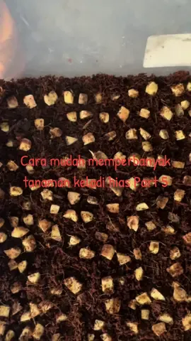 Cara Mudah memperbanyak tanaman keladi hias part terakhir silahkan save vidieo jika bermanfaat #Tutorialperbanyakantanamankeladihias #pesonaexoticflora #CaladiumIndonesia #keladihidup #Caladium #tutorial #keladiviral #Cacah #propogation #Keladi #fypシ 