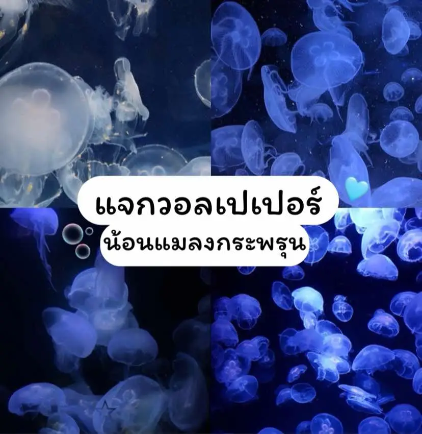 #ฟีดดดシ #เเจกวอลเปเปอร์ #วอลเปเปอร์มือถือ #เธรด 