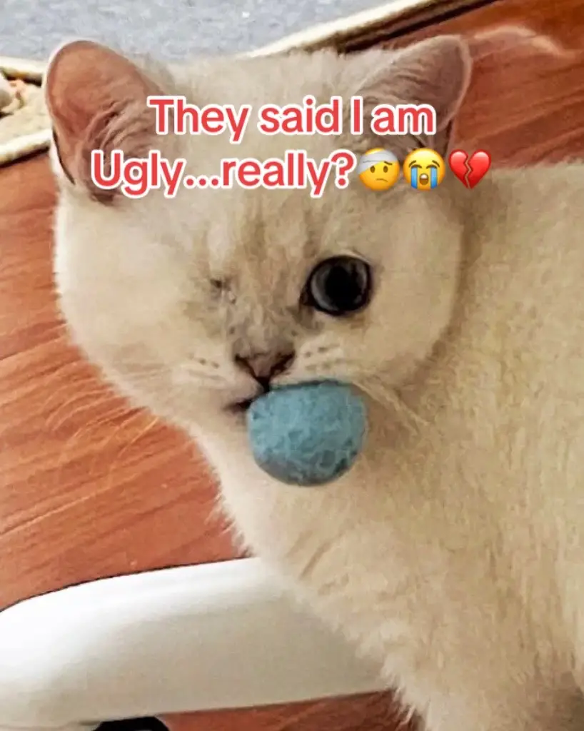 #cat #catmom #catsoftiktok #pet #pets #meme 