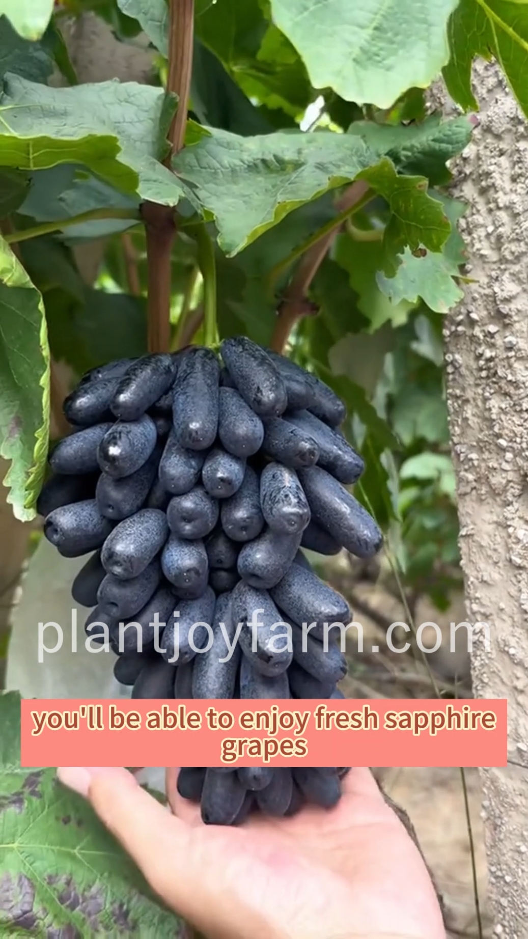 🍇🌱 Grow your own Sapphire Grapes and taste the sweetness of nature! From garden to table, delight in every bite. #plantjoyfarm #GrapeVibes #FreshHarvest #NatureLovers #Homegrown #SweetEscape #GreenLiving #JuicyJoy #BountifulGarden #gardengoals #plantjoyfarm 