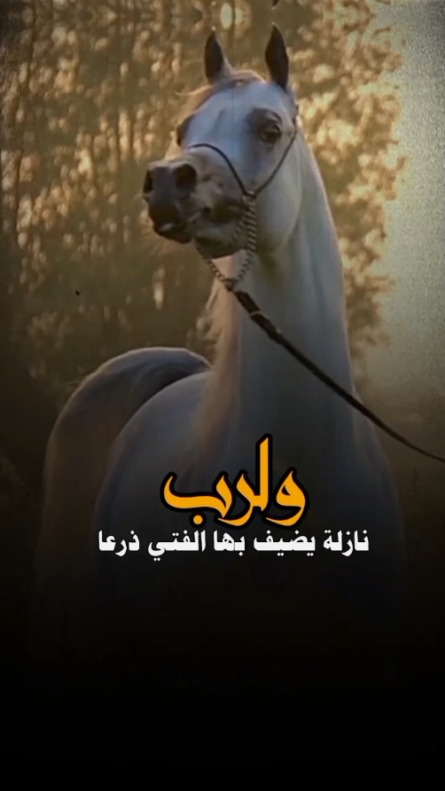 #CapCut ولرب نازله يضيق بها الفتى ذرعا#عشق_الخيل_ادمان 