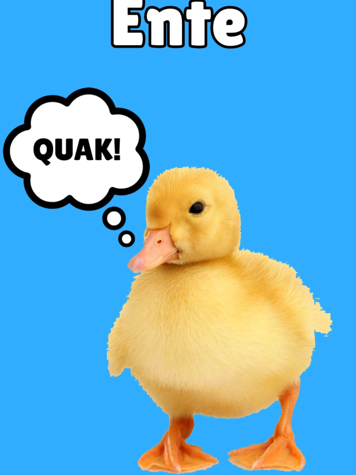 🦆 Ente quaken Sound als WhatsApp-Klingelton kostenlos downloaden für iPhone & Android auf All4Phones.de (Link in TikTok Profil) ➡️ Weitere coole Klingeltöne auf TikTok: @all4phones.de  #ente #quak #quaken #ducksoftiktok #klingelton #klingeltöne #all4phones