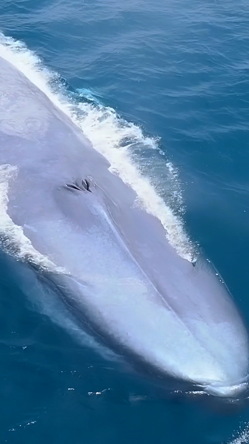 #Capcut incredible big blue whale 🐋😱#blue #whale #bigwaves #northsea #ocean #scary #atlantic #grow #fyp #viral_video #foryo #foryoupage❤️❤️ @tiktokIDofficial 