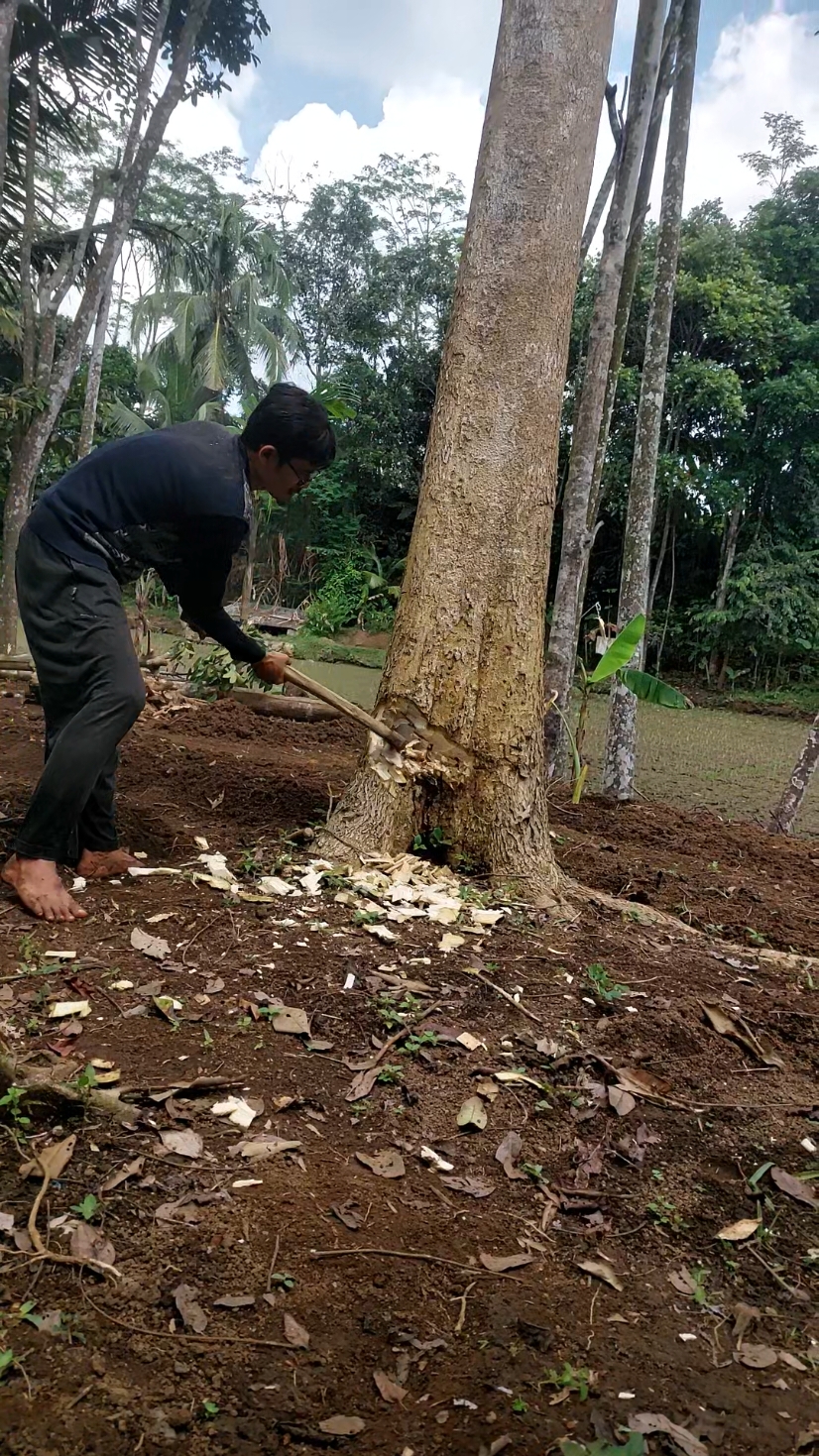 lanjut gantian tebang pohon#tebangpohon #kampak #pohonbesar #fyp 