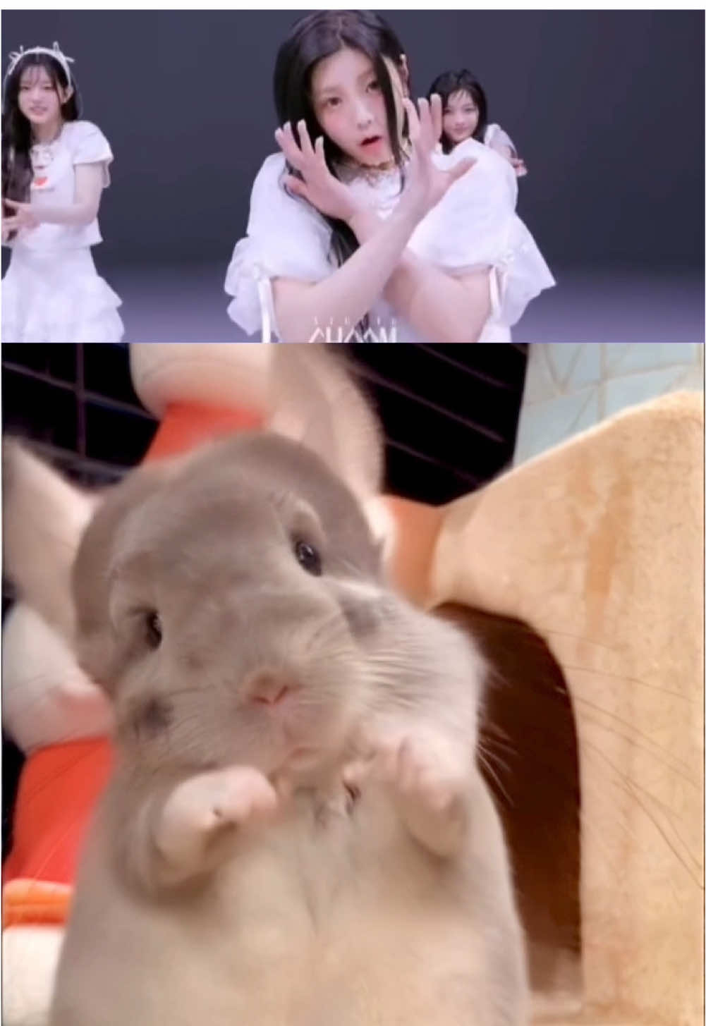 Bae, Bae, Bae, Bae, Bae, Bae, Bae, Bae, Bae,🐹💕#chinchilla #チンチラ #magnetic #illit 