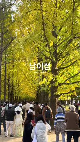 Here’s the latest update on what Nami Island looks like. Autumn is late, but it seems that the foliage on Nami Island is starting to peak. You still have a week or two to experience the famous autumn foliage there. 🏷️ Nami Island | Autumn in Korea | Korea vacation | Seoul places to go | Seoul things to do | Activities in Korea | Autumn in my heart | Sweater weather | Seoul Weather forecast #autumn #traveltiktok #motivationalvideo #trendingvideo #namiisland #namiislandkorea #autumnvibes #aesthetic #korea #seoultravel #seoultrip #kdrama