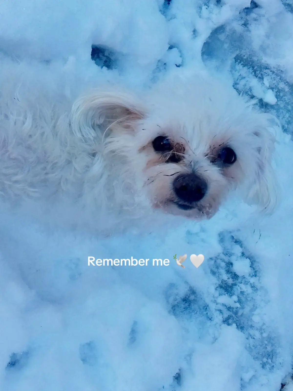 #fyp #foryoupagee #rememberme #viral #27thoctober #diademuertos #pets #loss #mypet 