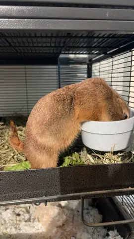 Tail up !  #prairiedog #pet #petlovers #petfriendly #petoftheday #instapet #animal #fyp #animalphotography #animalkingdom #wild #wildlife #mood #nature #livingmybestlife #hungry #food 