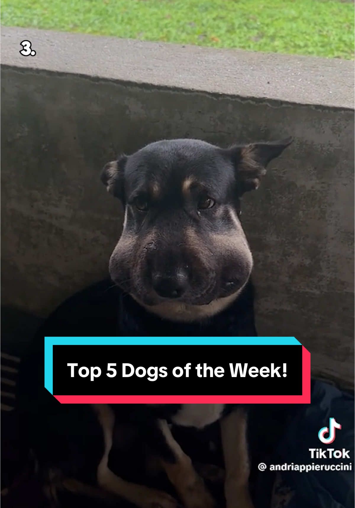 Top 5 Dogs of the Week! 5. @avery freatman  4. IG: aagathaagate 3. @Andreiapieruccini  2. FB: Cristina Arnold 1. @Maddie Slaggert  #weratedogs 