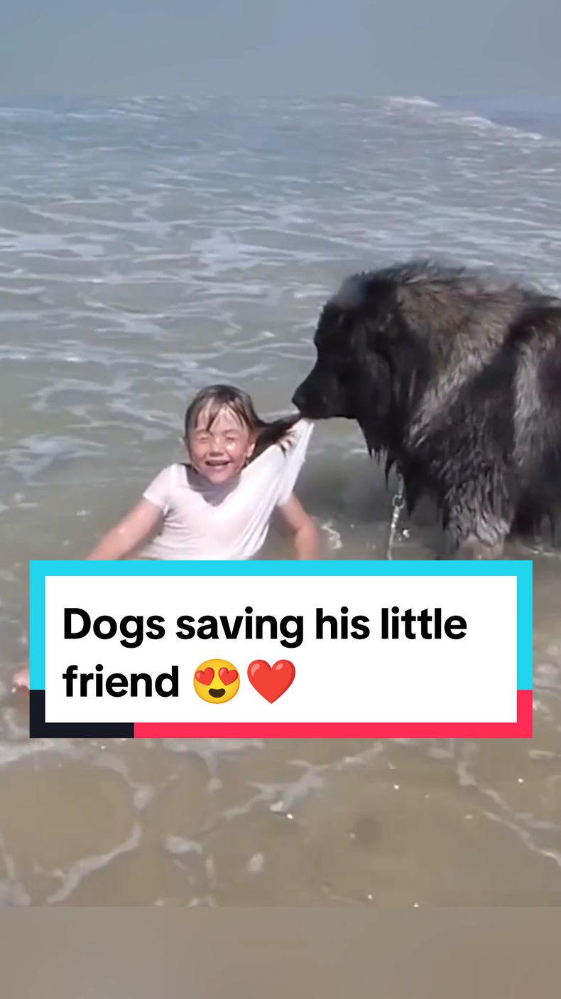 In the last one, the dog saved his little friend 😍❤️ #dog #puppy #dogsoftiktok #pet #respect #rescue #hearttouching #moments #fyp #foryou 