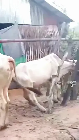 cow Breeding #cow #breeding #cowbreeding #breedingtime #tiktok #trending #fyp