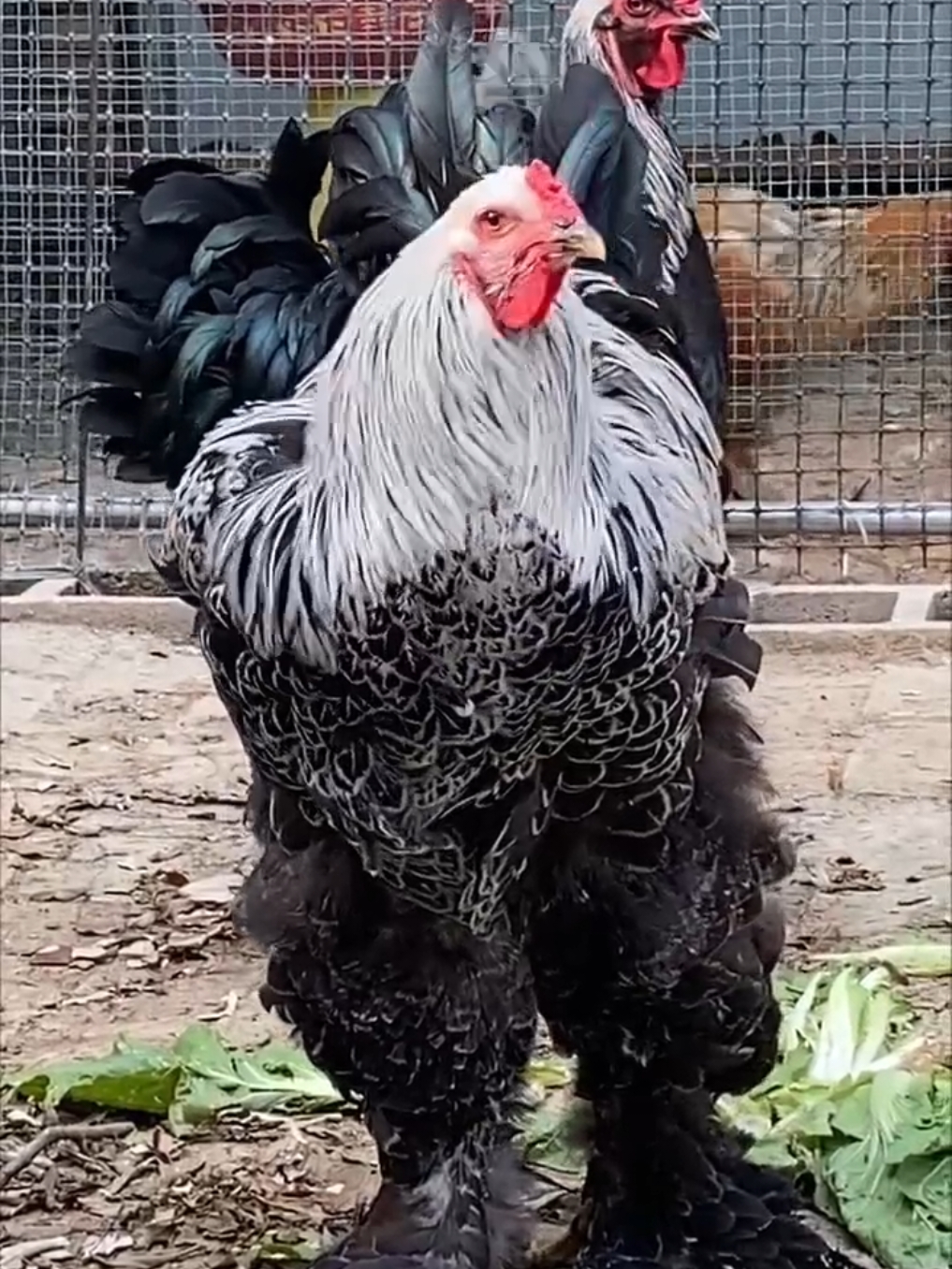 Brahma Chickens Fancy Breed Color Compilation Video ☺️  #pet #pets #petswalihaveli #foryoupage❤️❤️ #fyp #brahma #brahmachicken #fancy #fancyhens #fancyhen #fancychicken #fancychickens 