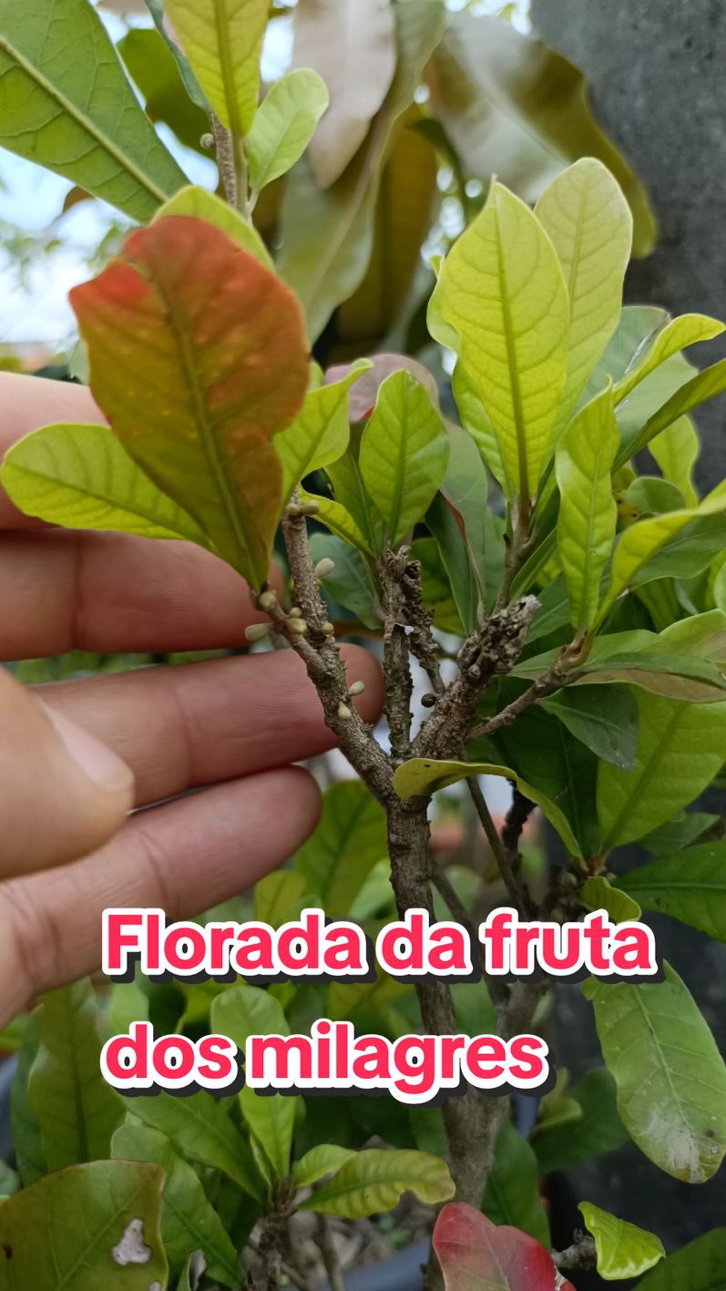 Florada da fruta dos milagres em vaso  #natureza #viralvideos #naturezaperfeita #frutiferas #pomaremvaso #frutiferasemvaso 