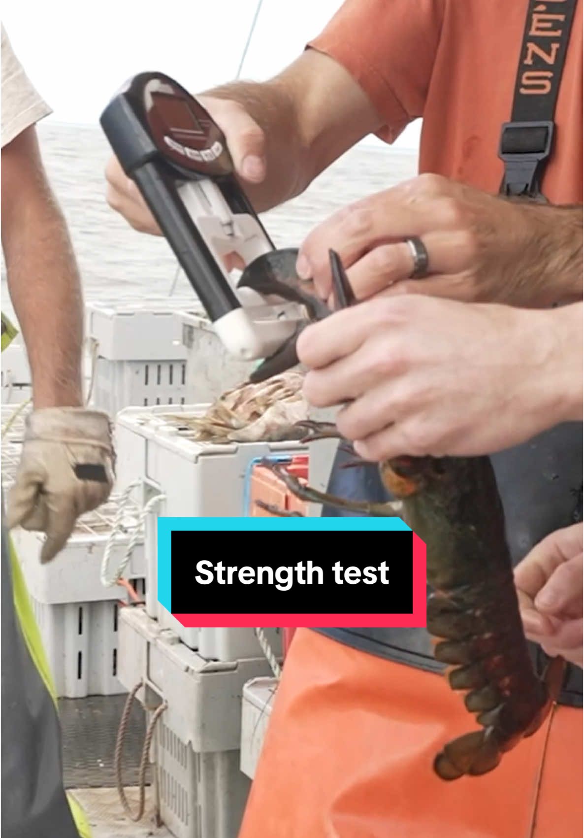 The STRONGEST lobster wins #maine #lobster #strengthtest #sustainable #forthefuture #commercialfishing #seafood #interesting #didyouknow #education #learn #eel #aquarium 