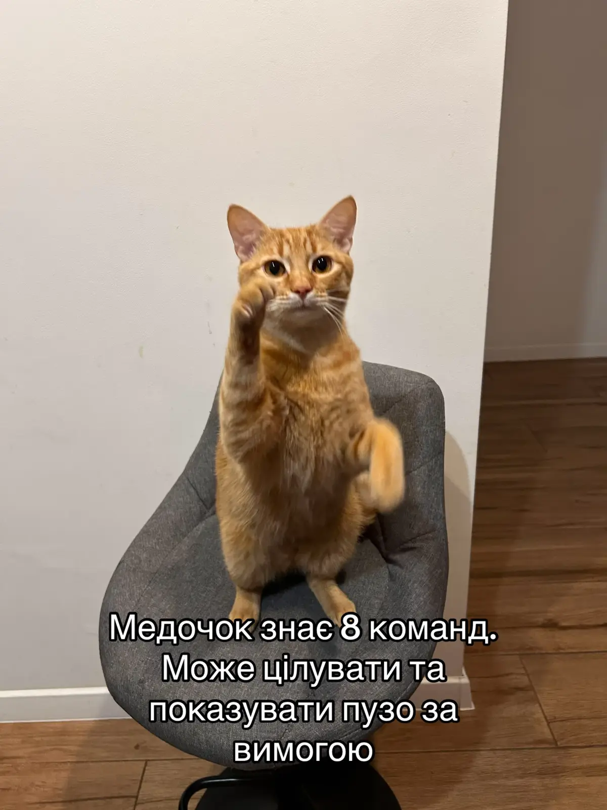 Поділіться своїми #кіт #кошеня #котик #медок 