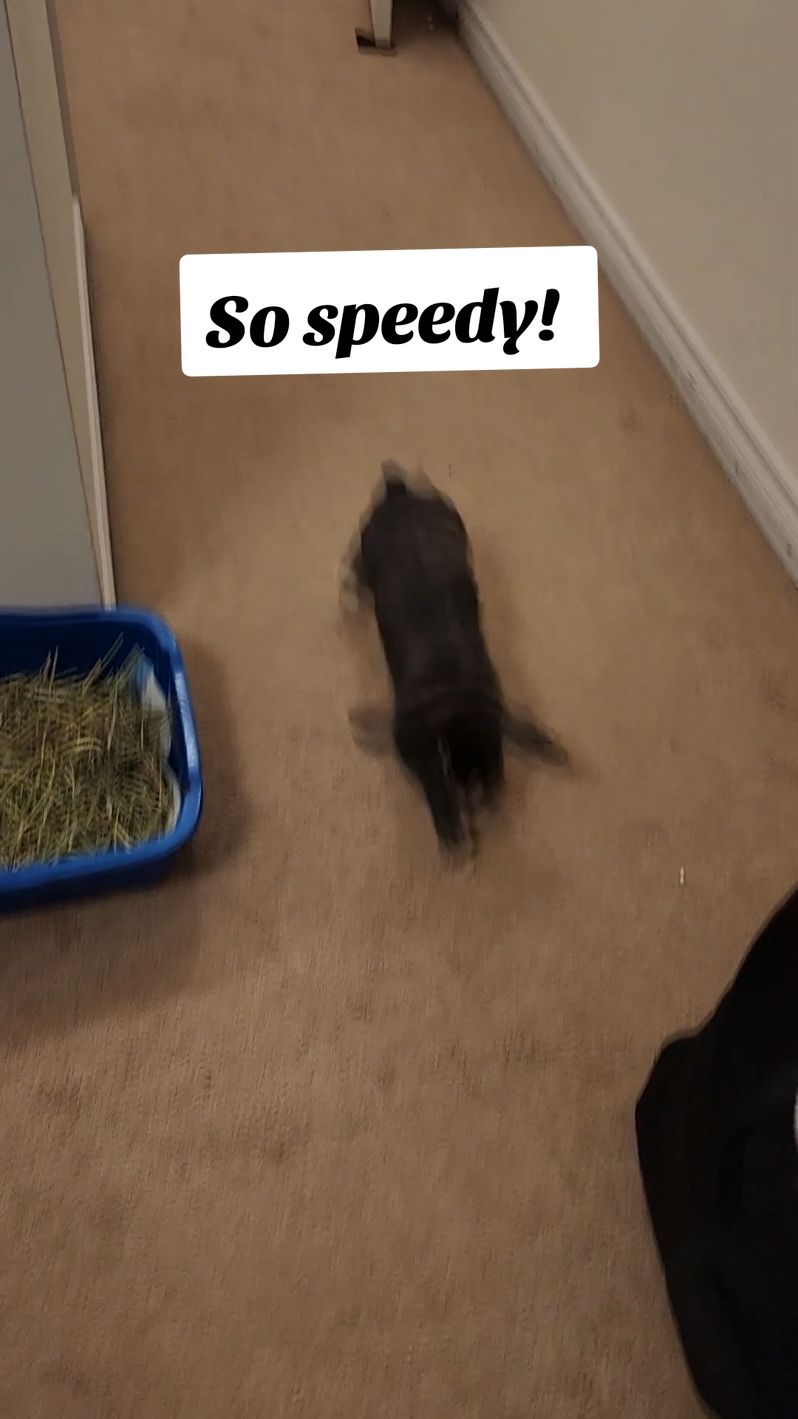 Running into the weekend like 🏃‍♂️ #speedy #fast #zoom #zoomies #funny #bunny #rabbit #cute #PetsOfTikTok #bunniesoftiktok #rabbits #cutebunny #adorable #Love #energy #wow #lol 