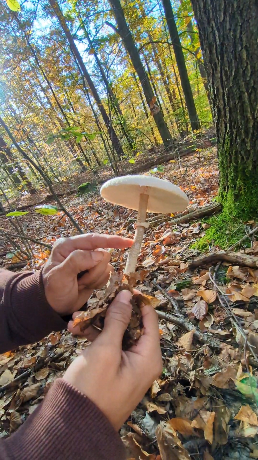 Schmetterlingstrameten und Edelreizker gefunden 🙂‍↕️🍄 #fyy #pilztok #pilzsuche #oktober 