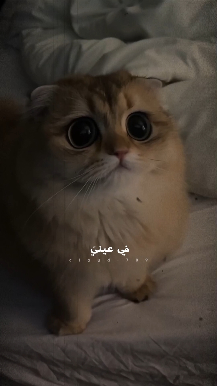 دي البوسة في العين تفرق😔 . تصميمي ✨☁️ غيمة ☁️✨ #فيروز #اديش_كان_في_ناس #اه_يا_حلو_يا_مسليني  #تبقى_ميل_تبقى_سآل🎵 #اغاني_فيروز #نانسي_عجرم #فضل_شاكر #WelcomeWassouf # ابو_وديع #اغاني_فيروز_بدون_موسيقه #اغاني_بدون_موسيقى #اغاني_سورية #امجد_جمعة #عبد_الحليم #راغب_علامة #تعياني_وبدي_حكيك #بدون_موسيقى #اغاني #قديمة #اغاني_بدون_موسيقى #الشامي #الشامي_alshami #ستوري #ستوريات #ستوريات_انستا #تصميم_فيديوهات🎶🎤🎬 #غيمة #A