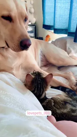 Cat VS Dog.#cats #cutecats #foryou #funnytiktok #funnyvideos #usa #funnyanimals #fypシ #viral #funnycat #funnypets #catlover #funny 