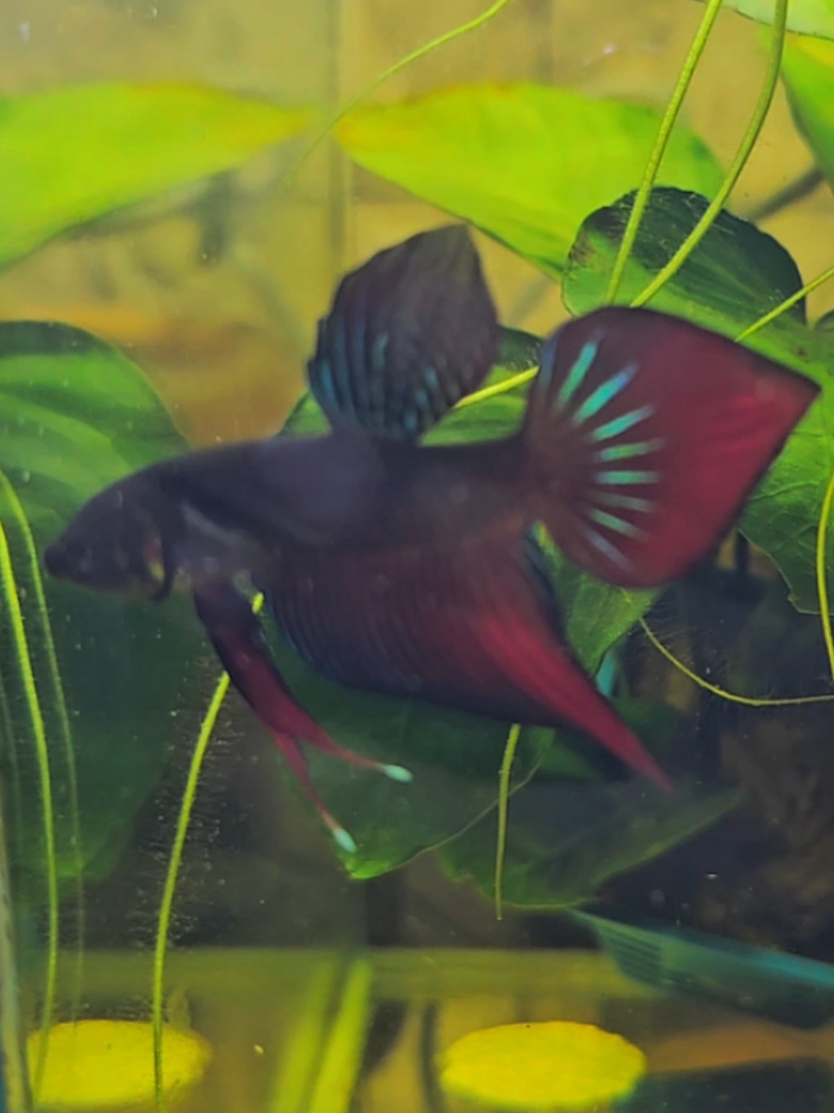 Splenden Meet the feisty and fabulous Splash! This wild splendens betta has a personality as vibrant as his colors.  🔥🐟 #BettaPersonality #WildBetta #Splendens #bettakeeper #fishkeeper #bettaloves #bettabeauty #aquatic 