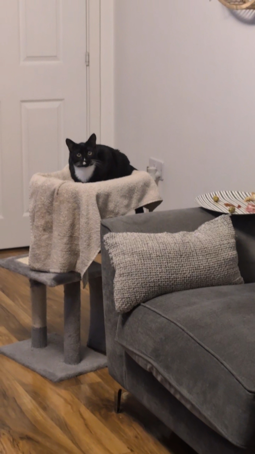 Will he steal my food? It started off so well! #fyp #kitten #tuxedocat #maxwellcat 