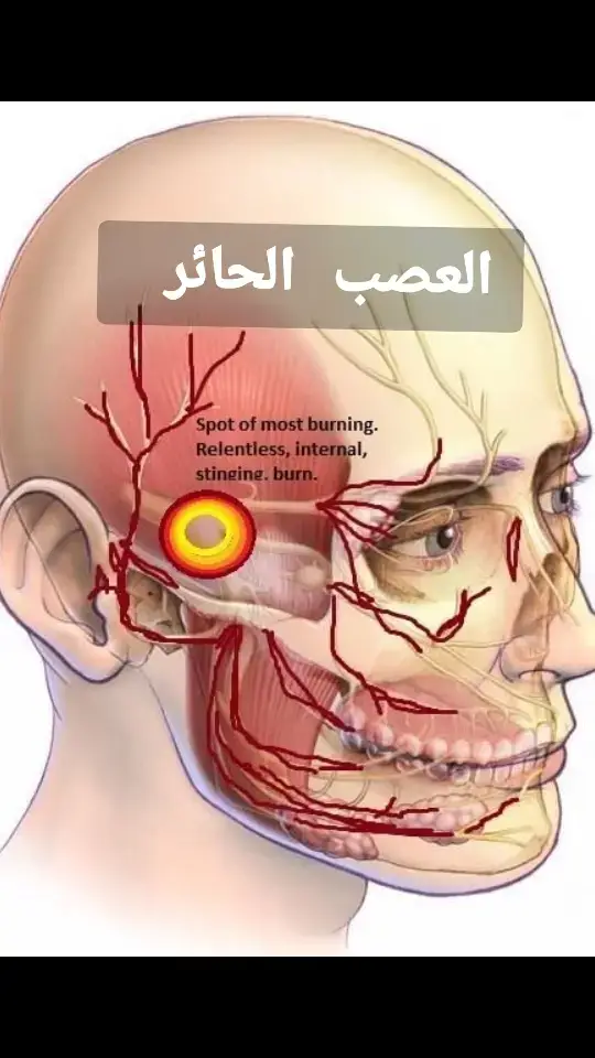 العصب الحائر #فوائد_صحية #health #healthy #اللهم_صلي_على_نبينا_محمد #foryou #اكسبلور #doctor #foryoupage❤️❤️ #fyppp 