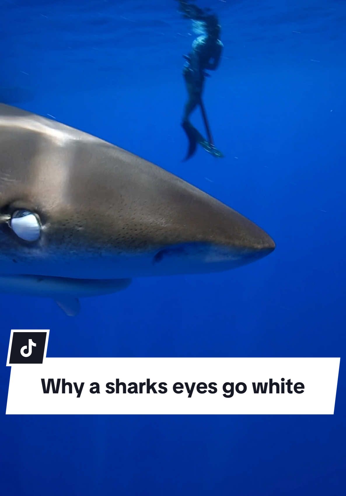 Some shark species possess an eye protection mechanism called the nictitating membrane! This inner eyelid covers the eye during feeding or in situations where the eye may become vulnerable to damage, like coming into close contact with my camera here. Not all sharks have this feature. For instance, great white sharks roll their eyes back during predation to protect them! @KaimanaOceanSafari 🦈 #savesharks #oceanicwhitetip #sharkdiving #sharkdiver #ocean #hawaii 